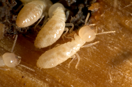 termite pest control Perth