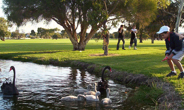 black swan cygnets near gravity games Perth