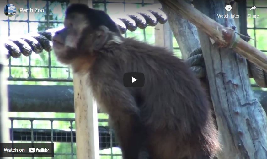 Perth zoo video
